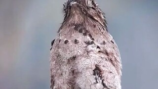 أم البوم الغابي التي اندمجت بشكل مثالي مع جذع الشجرة، وصغير البوم الغابي الذي اندمج بشكل مثالي مع أم