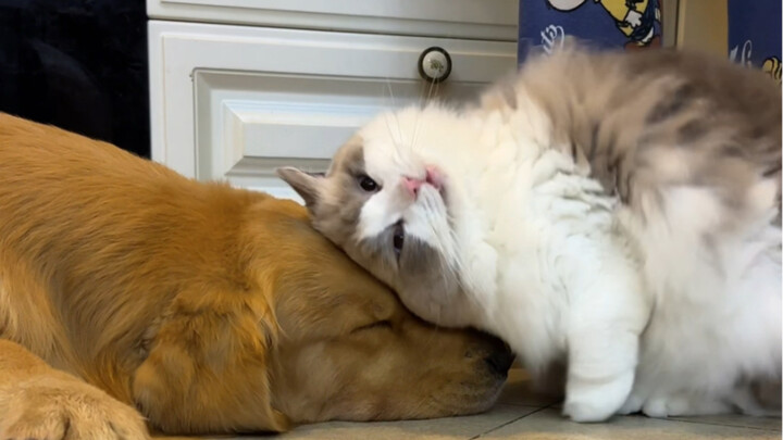 When a working dog meets a comforting cat