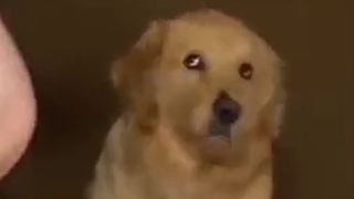 可是他真的拉裤兜了