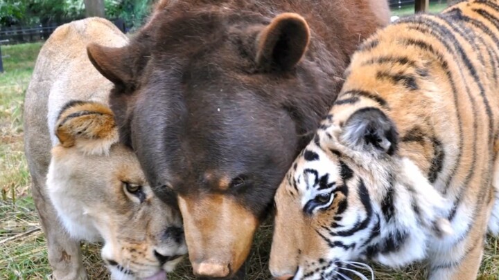 الصداقة العجيبة بين الدب والنمر والأسد: في مايو من هذا العام رحل الدب، ليلتقي الأصدقاء الثلاثة القدا