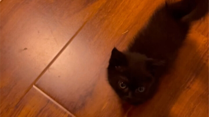 How wonderful it is to have a cat waiting for you at home every day!