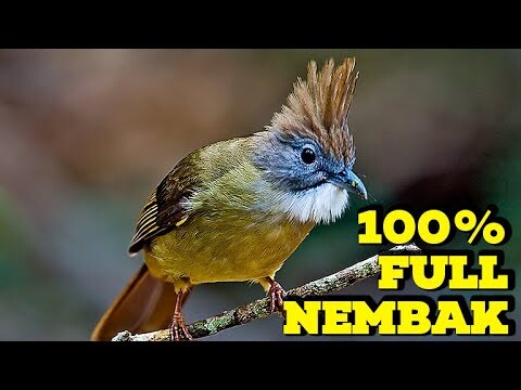 Masteran Burung Kapas Tembak Full Ngebren #kapastembak #kapastembakgacor #katemgacor
