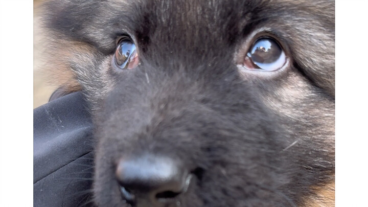 Trời ban cho tôi lòng trắc ẩn nhưng không ban cho tôi năng lực cứu độ chúng sinh.