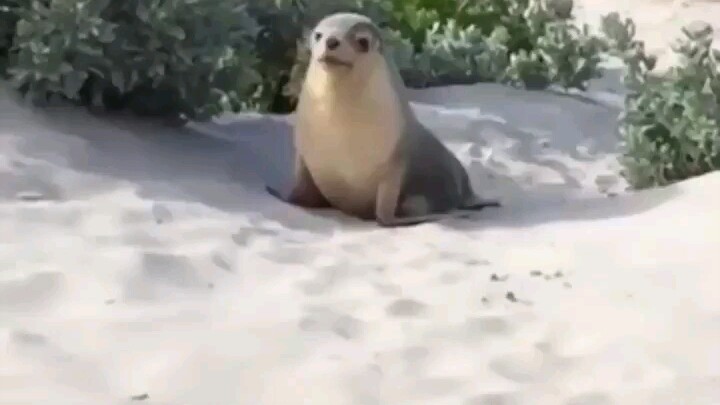 Linglang’s pectoral muscles are so over the top!