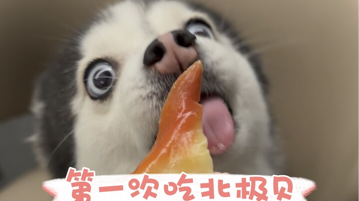 The dog’s first time eating Arctic scallops