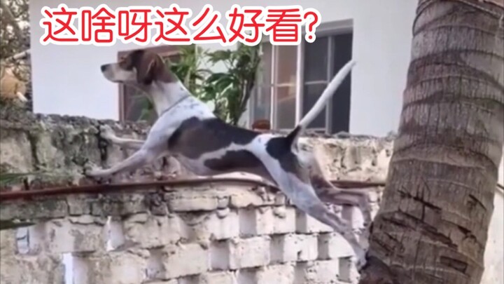 [Đột kích hiện trường hài hước của loài người 208] Chỉ vì muốn xem náo nhiệt mà thành ra kỳ cục!