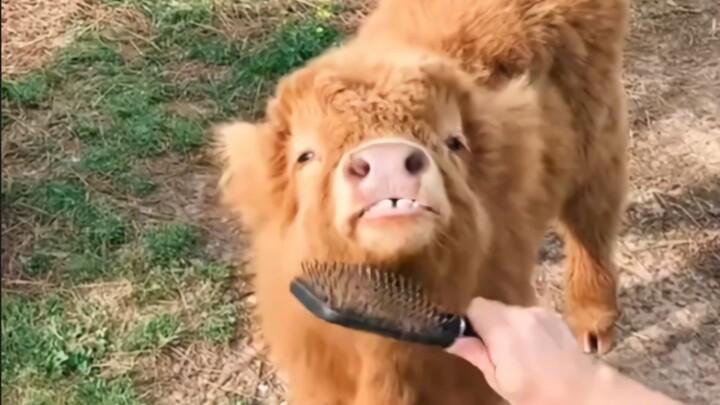 Từ giờ làm sao tôi dám ăn thịt bò xiên nữa??