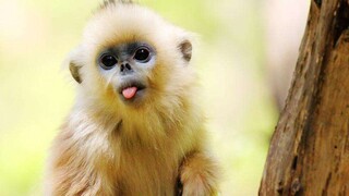 Sichuan golden snub-nosed monkey: a combination of grace, nobility, and aura