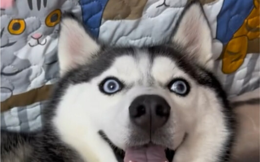 Hari ini kita adalah anjing pemelihara yang imut