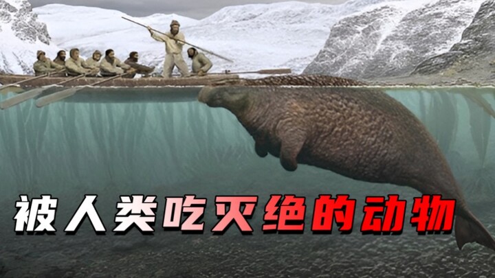5 loài động vật bị con người ăn đến tuyệt chủng: Từ 5 tỷ con đến hoàn toàn biến mất chỉ trong vỏn vẹ