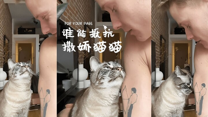 لا يمكنني حقًا أن أغضب من القطط وهي تتودد إلي 😩