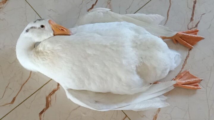 هيا ساعدوا الأوزة الكبيرة!