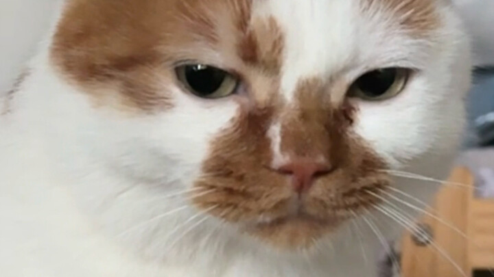 แมว: แม่ ยังเลี้ยงต่อไหม?