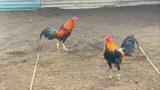 Native win sa Daliao Tupada