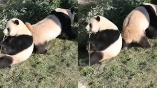 All male pandas know how to do is eat and ignore the mating calls of the female
