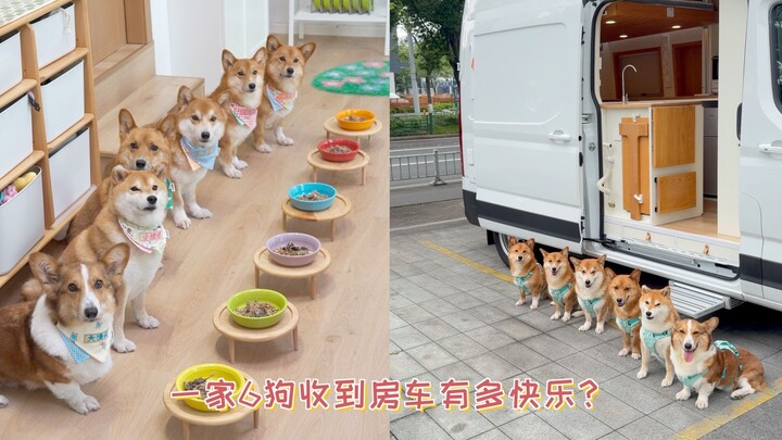 Seberapa bahagianya sebuah keluarga dengan 6 ekor anjing saat menerima mobil karavan?