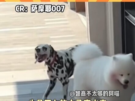 “Border Collie: Bu, dengar penjelasanku…”