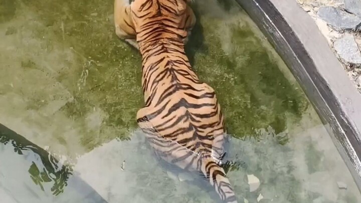 big cat,