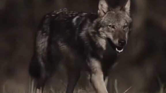wolf 🐺 King 👑 please like subscribe mychannel #foryou