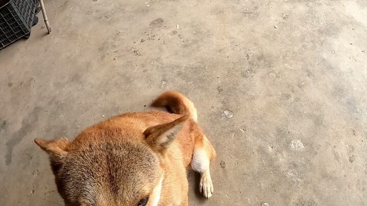 Hàng xóm bảo chó nhà tôi ăn trộm trứng của ông ấy, mọi người xem thử chó nhà tôi có ăn trứng không n