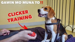 PAANO MAGTURO NG ASO / TUTA + Clicker Training (PART 1)