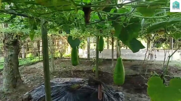 লাউয়ের ফলন দ্বিগুণ করতে এই কাজগুলো করুন! | গাছে গাছে ধরবে থোকায় থোকায় লাউ
