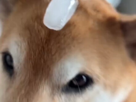 Apa yang akan terjadi jika sepotong es diletakkan di atas berbagai jenis anjing?