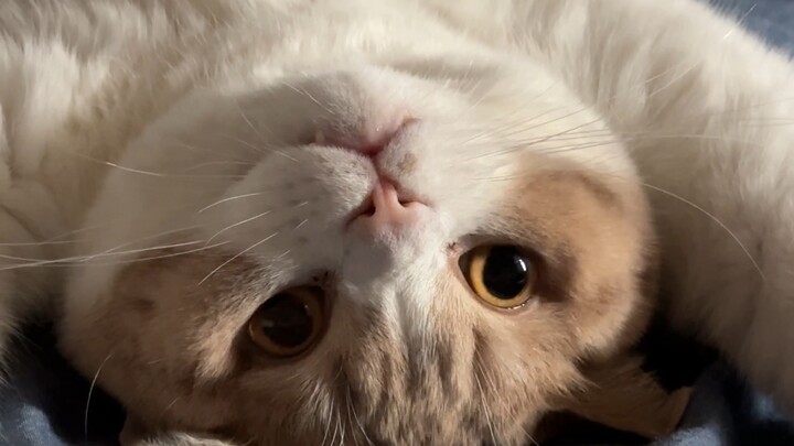糕片