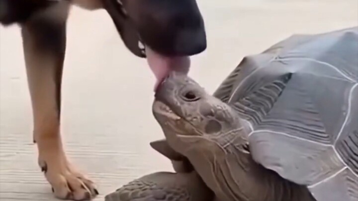 omg funny video dog chachuwa 🤣😂 #dog