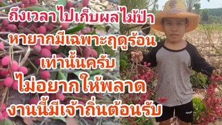 เข้าป่าเก็บผลไม้หาทานยาก
