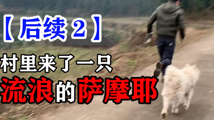 تبنيت ساموي تائه وصل إلى القرية، كلب مطيع إلى هذا الحد يكسر القلب وهو ينظر إليك.