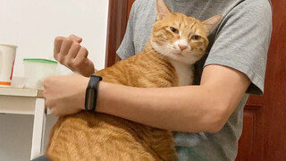 [Animals]An orange cat acts in a spoiled manner