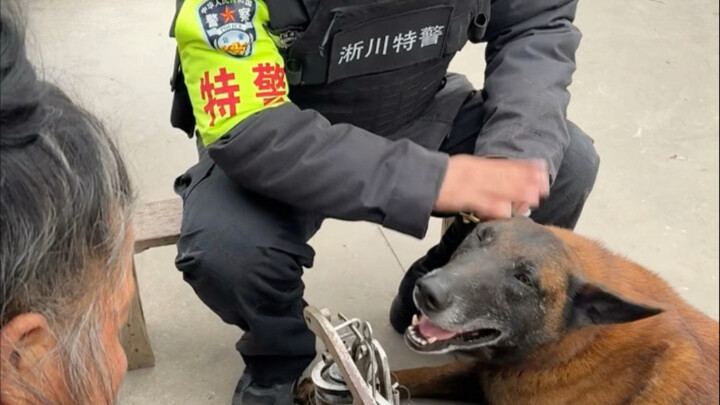 เจ้าบ่าวัน สุนัขตำรวจ แทะชุดเครื่องแบบจนยับ! ครูฝึกโมโหจนต้องประกาศเตือนทั้งโลกออนไลน์ 😾 #สุนัขตำรวจ