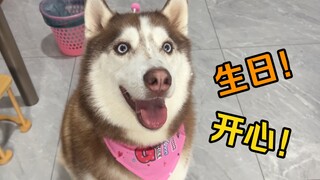 二哈成功活到5岁，简单过个生日，你看它多开心！