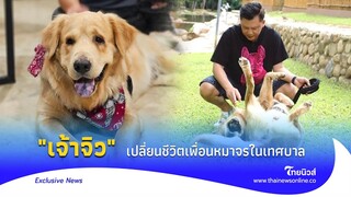 "เจ้าจิว" โกลเด้นถูกทิ้ง เปลี่ยนชีวิตเพื่อนหมาจรในเทศบาล|Thainews - ไทยนิวส์|32-JJ