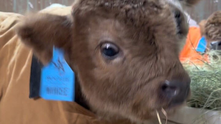 🐻🐮🐰 Đủ loại động vật nhỏ dễ thương đây 🍼 phần 1