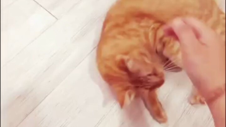 si karpet apoyen#cutecat #cat