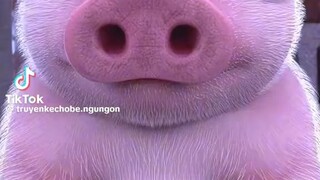 pig