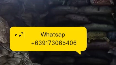 菲律宾🇵🇭椰子壳碳大量供应