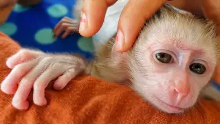 Super Smart Baby Monkey!! Tiny adorable Luca always comes to Mom to take care of him all the time
