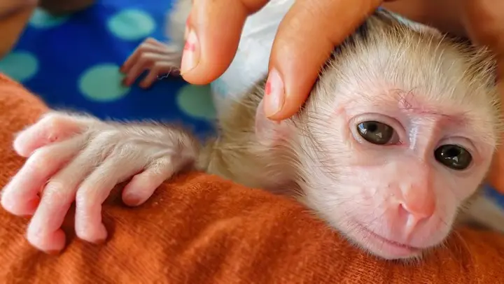 Super Smart Baby Monkey!! Tiny adorable Luca always comes to Mom to take care of him all the time