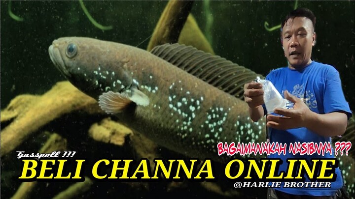 IKAN CHANNA BELI DI ONLINE SHOP 3 HARI LANGSUNG KITA UNBOXING APA DAN BAGAIMANA NASIBNYA