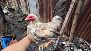 Win 🍀 (Partida kanan)