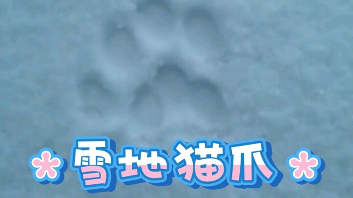 สอนมนุษย์ให้จับแมวบนหิมะ!