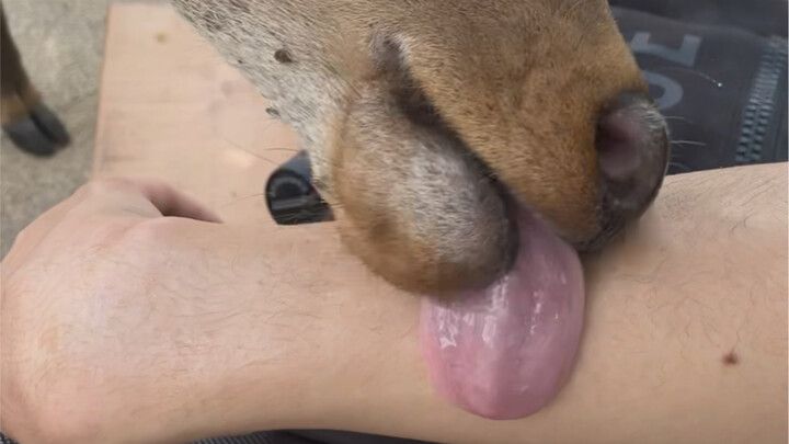 The little deer staring hungrily at me