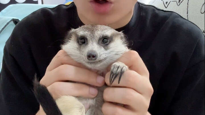 Mampir ke rumah teman buat ngajak si rakun kecil pulang main-main dulu~ #HewanPeliharaanImut #Pamera