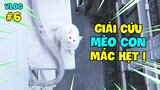 Vlog 6 | GIẢI CỨU MÈO CON MẮC KẸT TRÊN CAO, TÂM SỰ PHẬN "CON SEN" ! NamArtGaming