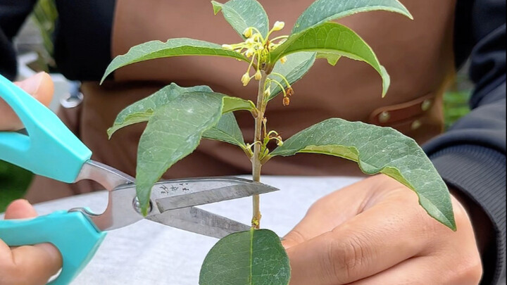 Phương pháp giâm cành cây hoa quế