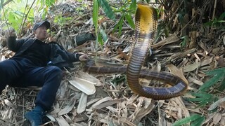 PitBull Max Xả Thân Bảo Vệ Chủ Nhân Bất Chấp Nguy Hiểm Cận Kề | Săn Bắt Ẩm Thực Vùng Cao