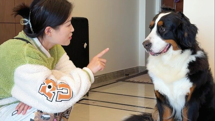 Jalan-jalan sama anjing Bernese Mountain Dog seberat 40 kg, nggak nyangka si bulu tebel ini banyak t